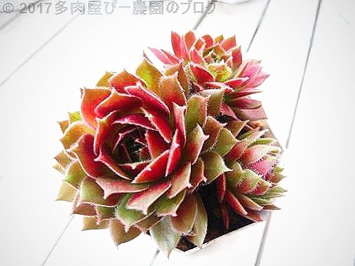 Twitter এ 多肉屋 Hana Ippaiぴー農園 センペルビウム属 こちらの品種はハートさんです 多肉 多肉植物 センペルビウム属 センペルビウム スプライト ハート T Co Drxrv5hlqw ট ইট র