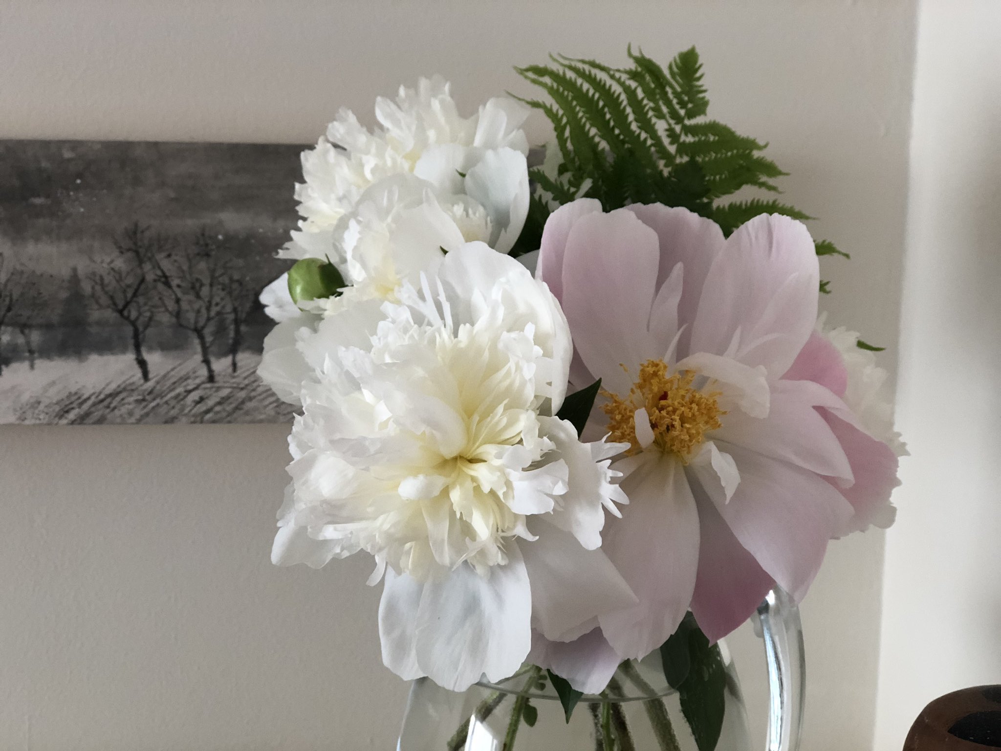 柚たか Peony 芍薬 切り花で家の中にも香りを 蟻さんが活動を始める前 朝早くに切って お湯で水揚げ これでアリンコフリー そして長持ち かな T Co Ptxpucfxpi Twitter
