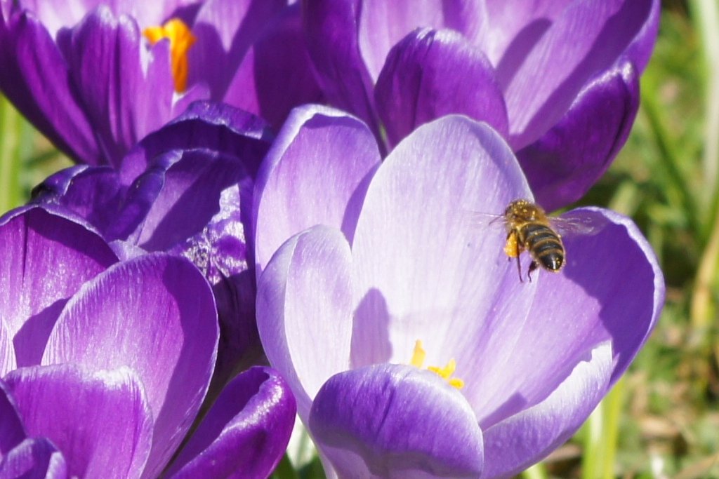 Meer dan 420.000 #biobollen met Bloembollenactie Velt. Fijne samenwerking met <a href="/naturalbulbs/">Natural Bulbs</a>  #naturalbulbs
biojournaal.nl/article/911929…