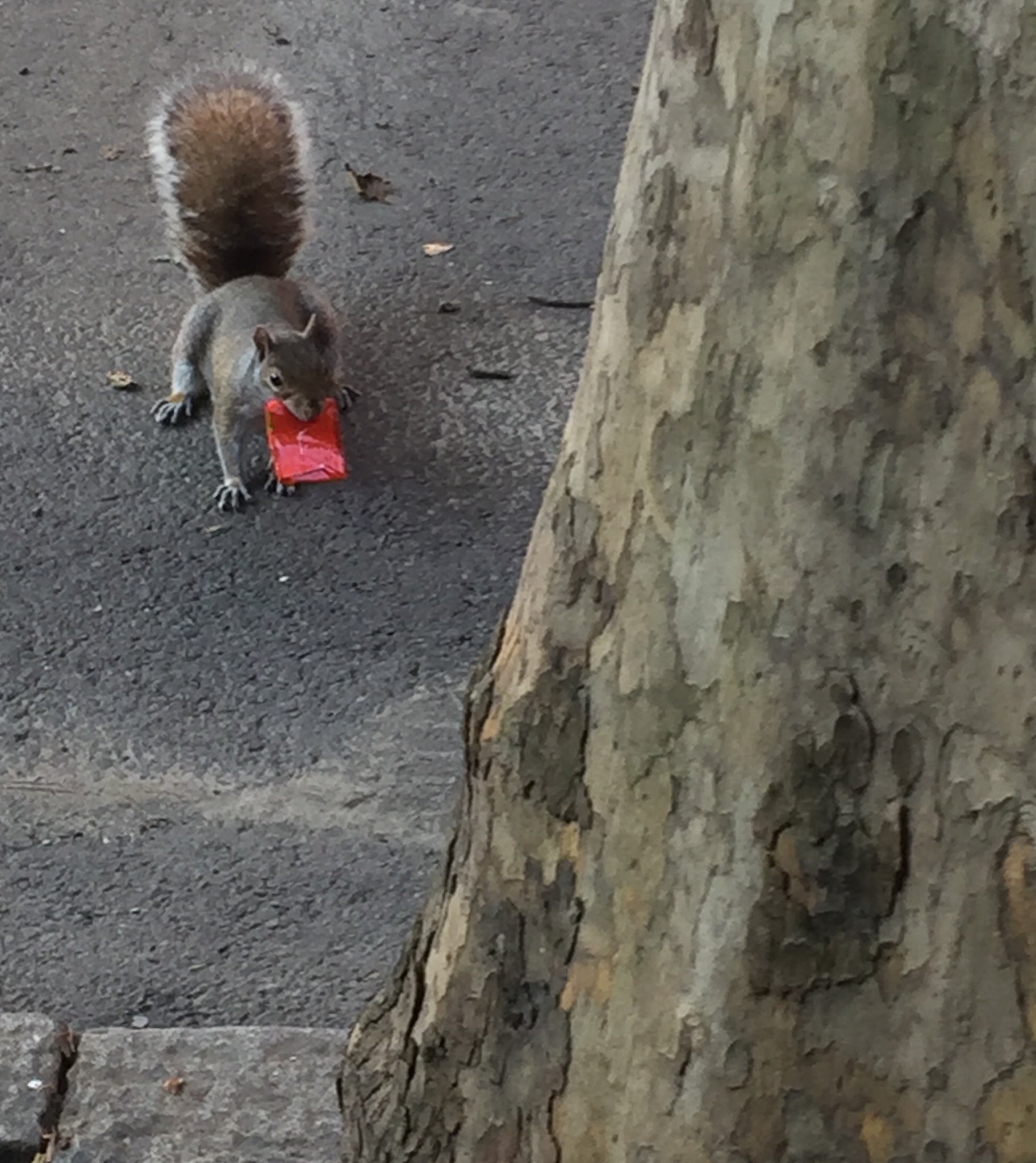 R. Sikoryak on X: “Chocolate Squirrel” or “Condom Squirrel”?  t.cow4YqcSGaqt  X