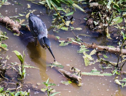 Another couple of photos of #wildlife I spotted in #Kabalebo and downtown #Paramaribo #wildlifephotography #Suriname