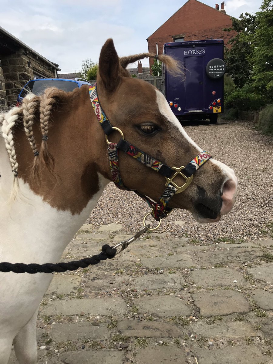 Rabbitminiature's tweet photo. I thought I’d got away with it but Nope... I’ve been shaved, had a bath and got stupid plaits #BathTimeSucks #tinypony #horsehour #miniaturepony #beautiful https://t.co/YZQyJWKmWI