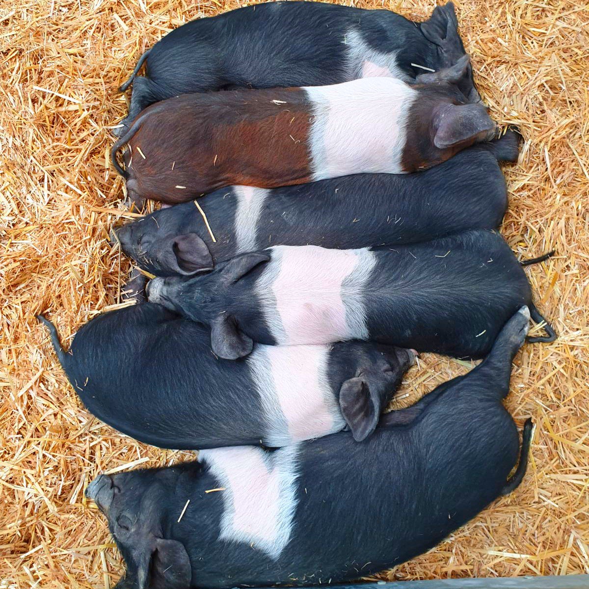 BockettsFarm's tweet photo. You canโt get anymore snuggled than this ๐ฝ๐ #siblingsnuggles #sleepy #snuggletime #cosy #thesnuggleisreal #naptime #sleepyhead #pig #pigsofinsta #instapig #piglove #piglover #piglets https://t.co/laJYZOjEJt