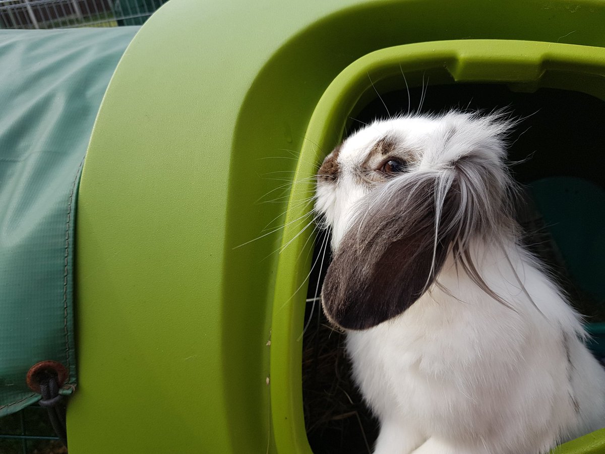 sleepy_burrows's tweet photo. Lovely Bella! Not all rabbits like cuddles but this girl does and that Defiently ok with us 🤗🤗🤗🐰😍#Rabbit #smallpetboarding #Essex #London #smallbusiness #pets #petsitter https://t.co/Wj9L75D5Zh