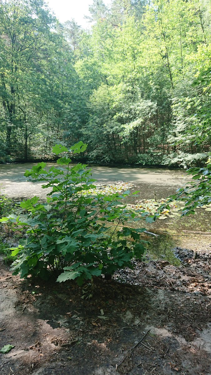sentro21's tweet photo. #wald #forest https://t.co/evqW3cC3Wv