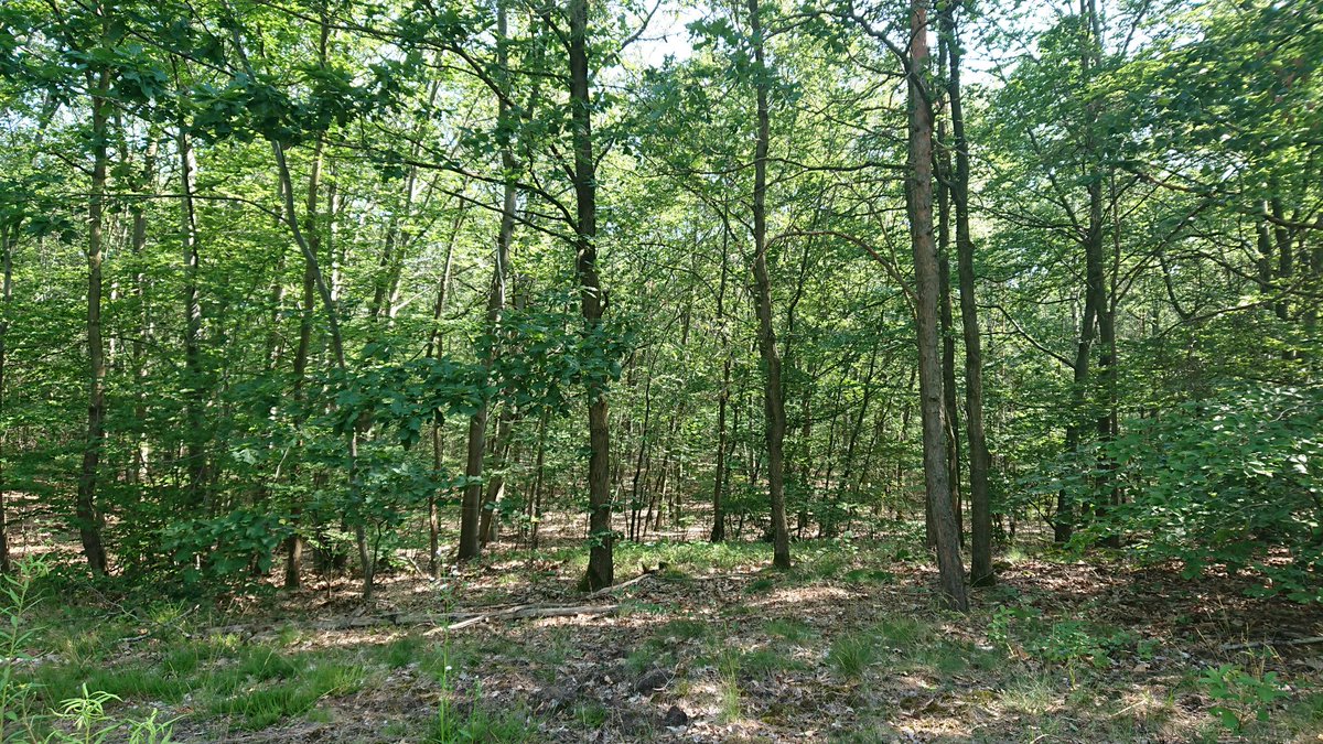 sentro21's tweet photo. #wald #forest https://t.co/evqW3cC3Wv