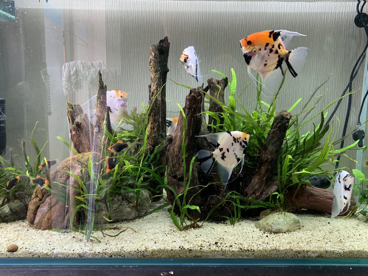 エンゼルフィッシュ産卵