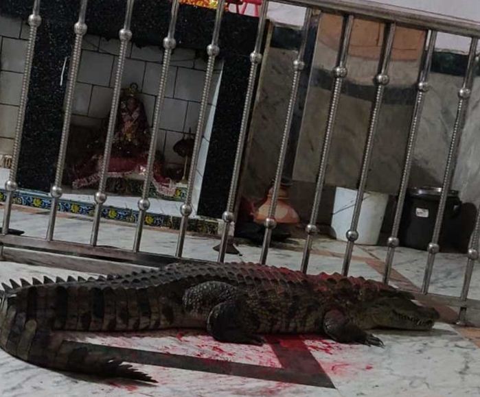 Crocodile in temple in central Gujarat, devotees worship it as mother goddess’s vehicle