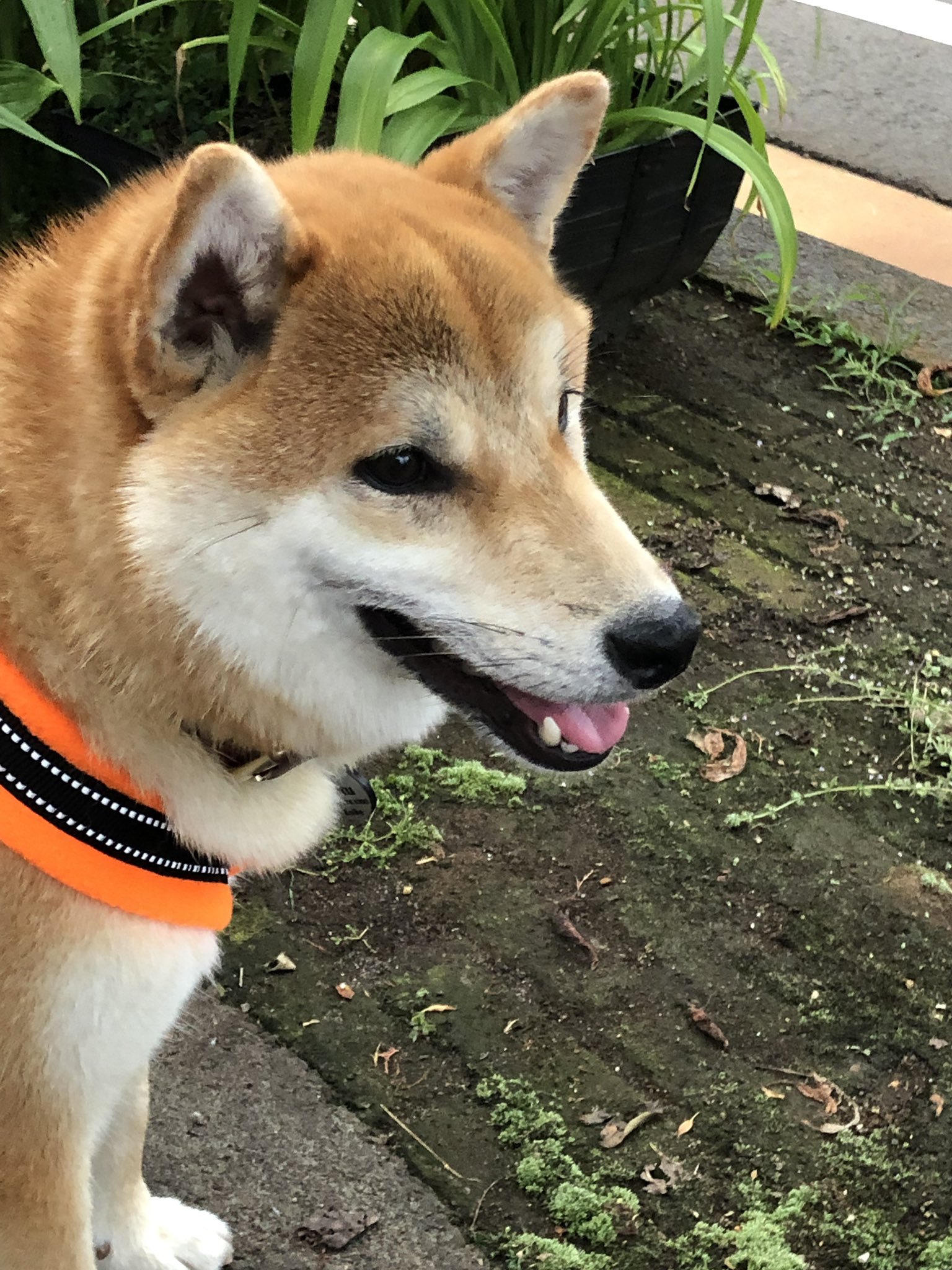 柴犬なつ 柴犬あるある ワンコ可愛いですね と言われると自分が言われるより嬉しい 柴犬 柴犬あるある 柴犬を崇めよ T Co Jqkmbr3h4a Twitter