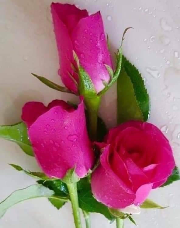 Bolor90790070's tweet photo. Happy Sunday evening to all of you🐤🐦guys🙏🙋♀️🌎🤗having a good rest🤗👨👧👦😍enjoying your hobbies💃👯♂️🏃♀️#havegoodenergy and #havegoodtime with loved ones💗☂️💐жиргээч та бүтэн сайхан амарцгааж бна уу сэтгэл тань дүүрэн сайхан🤗амралт тань эм болог ээ💃🏃♀️👗💗😍🐦 https://t.co/TOQdq8qjRG