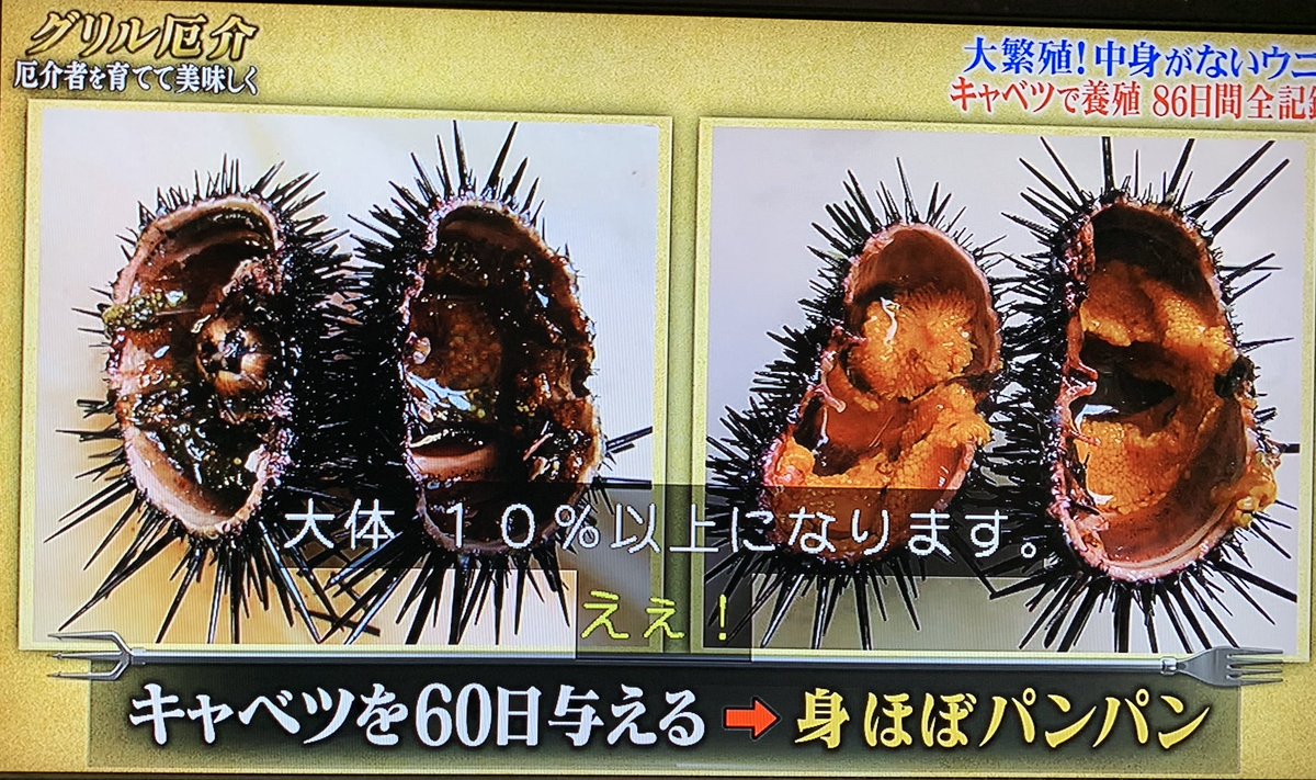 キャベツ ウニ キャベツ ウニ