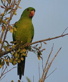 3PhaseMediaLtd's tweet photo. @Dawesracing Did you know they have green parakeets here? https://t.co/3YEVeeFJ4u