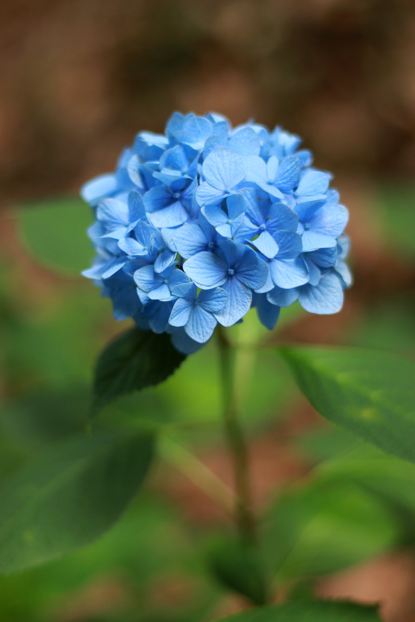 Himi Mdzsheaven My Mom And I Went Out Today It S Supposed To Be The Season Of My Favorite Flowers But It Seems Like We Were A Little Early 吉備津神社 紫陽花 T Co T6usu6csja
