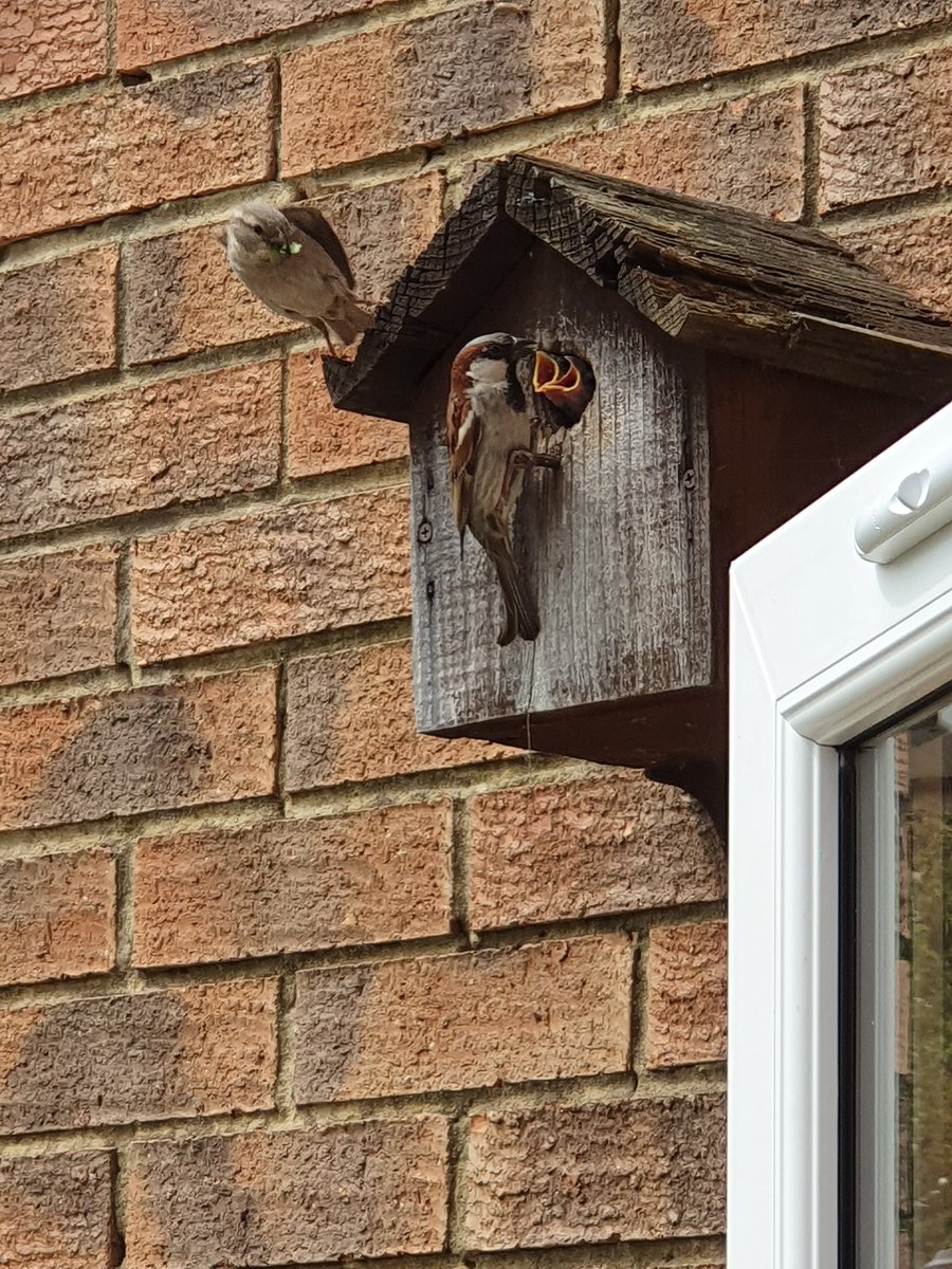 Been watching these two grow over the few weeks. Parents are working non stop all day bringing food back to their young. <a href="/KentWildlife/">Kent Wildlife Trust</a>