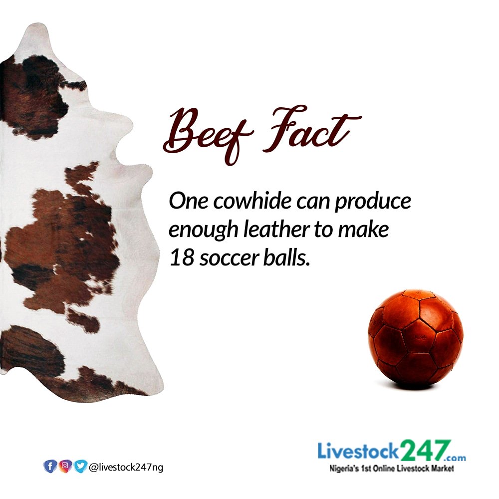 livestock247ng's tweet photo. Beef fact:- One cowhide can produce enough leather to make 18 soccer balls.
#livestockng #livestock247 #livestocknigeria #livestock #beef #beeffact #meat #cowhide #cow #sheep #goats #agritech #animals #agriculture #farm #farming #farmer https://t.co/DZ45uvLmTh