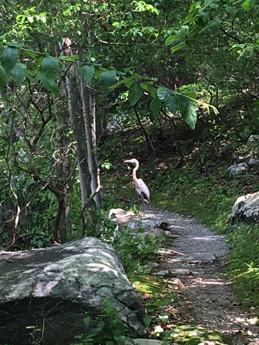 Our resident egret enjoying the sunshine and captured having an “oooommmmm” moment rocklodge.com