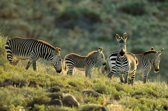 К тому же разнообразные. Разные животные. Лемур лори. Что является вводными словами. Интересные животные.