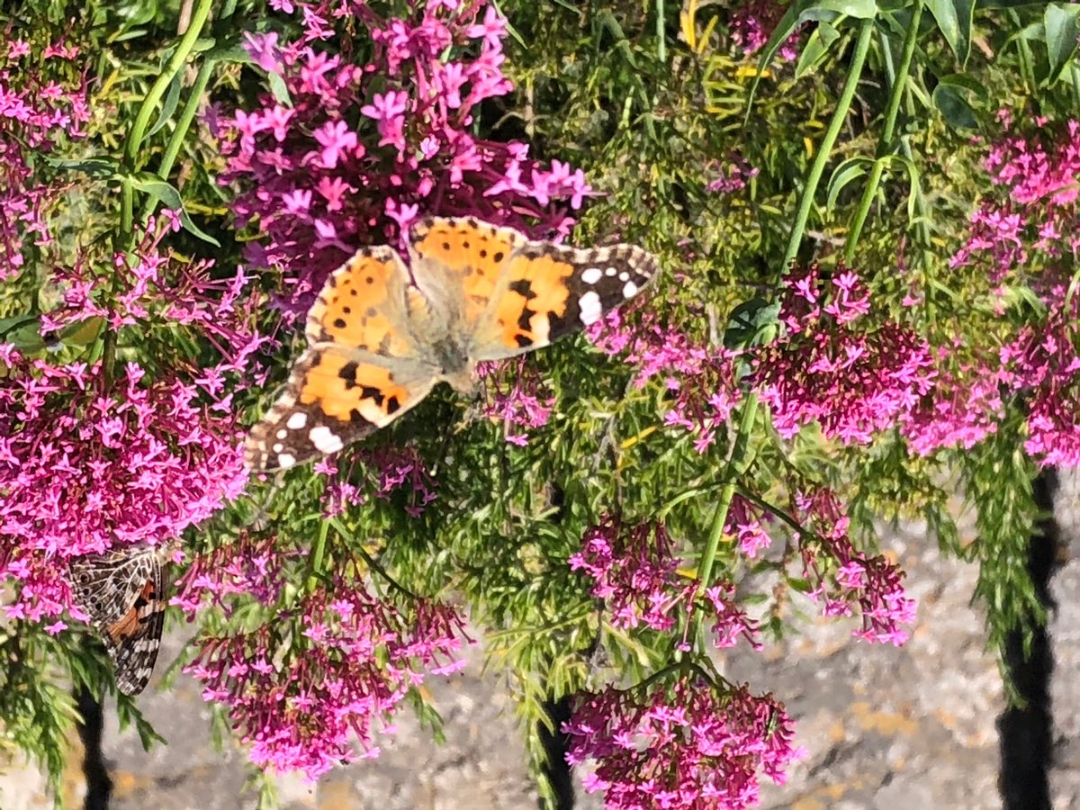 AFSchemicals's tweet image. It looks like thistle caterpillars in Italy as well.  ⁦@AFSchemicals⁩ #prettypests