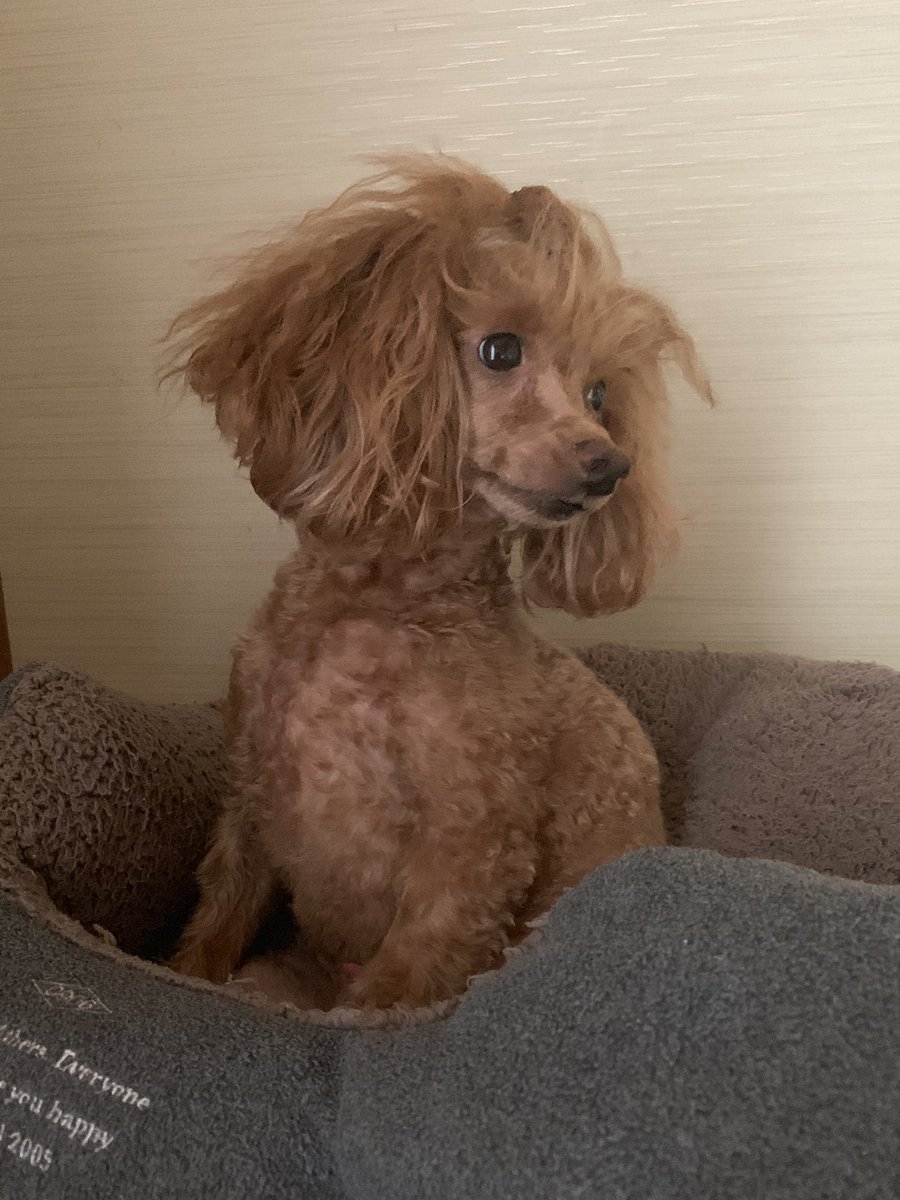 poodoo20's tweet photo. そうそう😌らいむちん顔バリしたんです〜🥰

どーしても見てみたくって😆✨

いろんな角度新鮮で写真撮りまくっています🥰 https://t.co/UjZQ0D4N6d
