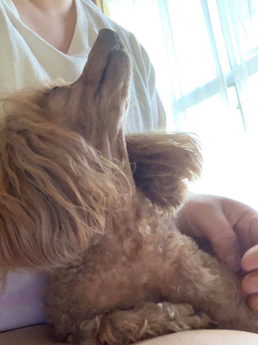 poodoo20's tweet photo. そうそう😌らいむちん顔バリしたんです〜🥰

どーしても見てみたくって😆✨

いろんな角度新鮮で写真撮りまくっています🥰 https://t.co/UjZQ0D4N6d