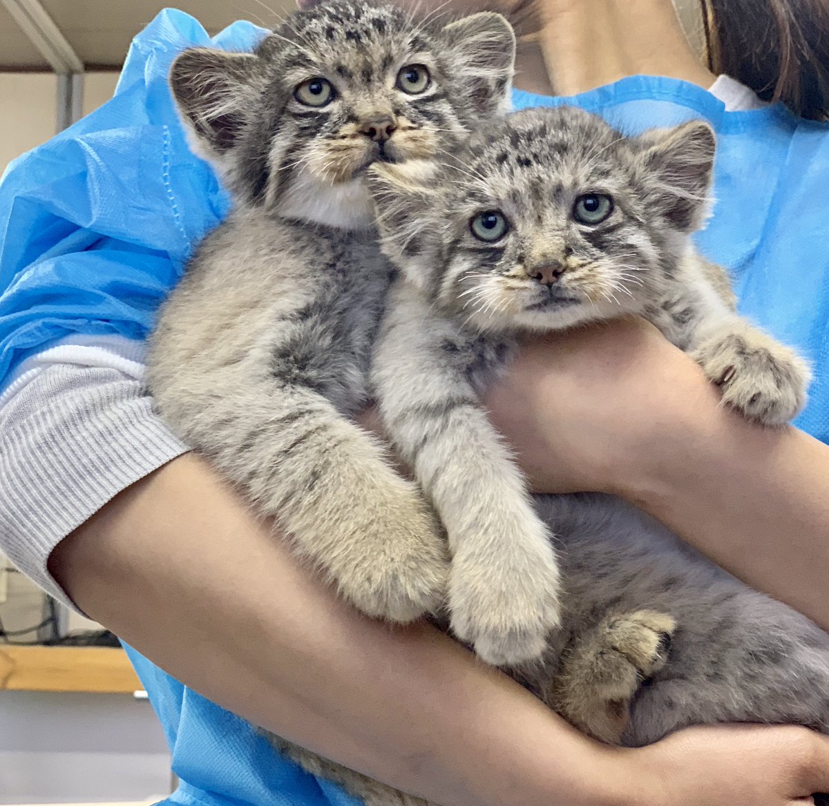 ロシアの農場で子猫が保護され育てられるも 成長とともに普通ではない事が分かる 猫科の子供なのにすでに腕が逞しい もふもふやぁ Togetter