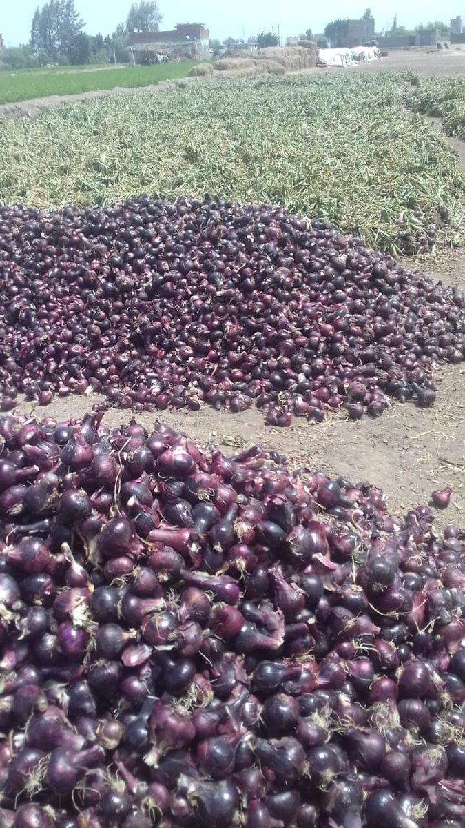 GreenNatureEg's tweet photo. Fresh And Healthy Egyptian  Red Onions Are Ready For Exporting To All Overseas Markets
Size : 50mm to 90mm
Origin : Egypt 
Packages : 10kg - 25kg 
For all your inquiries don’t hesitate to contact us  
Email : ezz.farghaly@gnegypt.com
Watsapp : +20 1033351200
Wechat : ezzferghaly https://t.co/IhmDKQO0Az