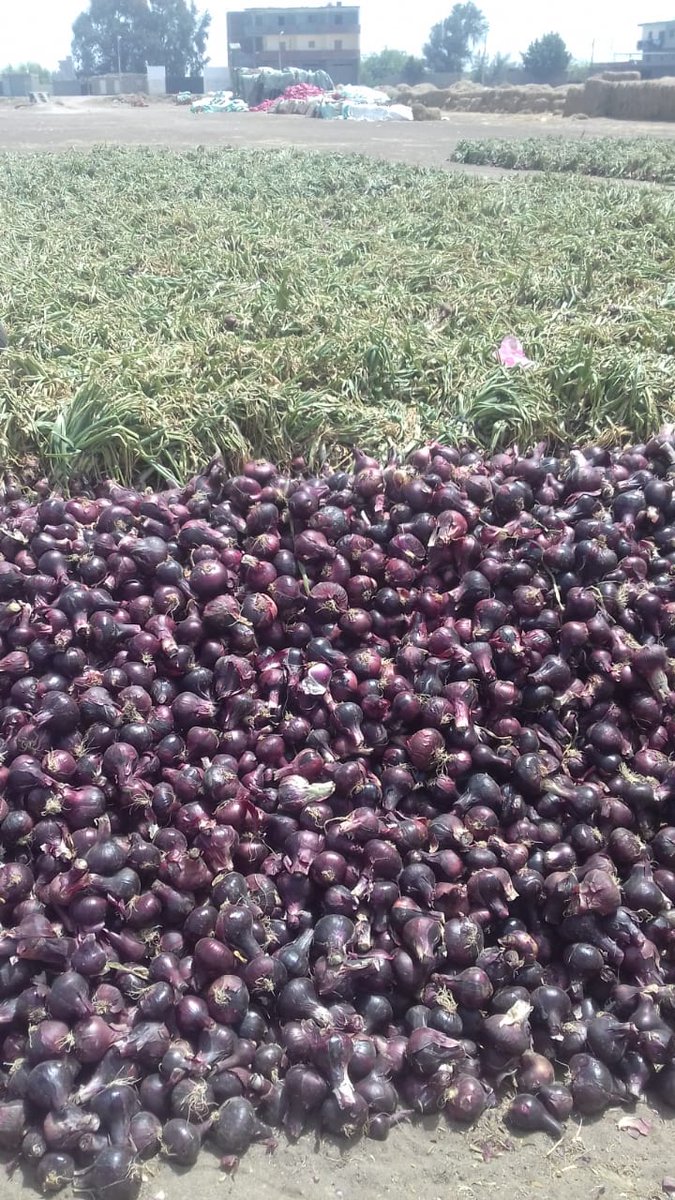 GreenNatureEg's tweet photo. Fresh And Healthy Egyptian  Red Onions Are Ready For Exporting To All Overseas Markets
Size : 50mm to 90mm
Origin : Egypt 
Packages : 10kg - 25kg 
For all your inquiries don’t hesitate to contact us  
Email : ezz.farghaly@gnegypt.com
Watsapp : +20 1033351200
Wechat : ezzferghaly https://t.co/IhmDKQO0Az