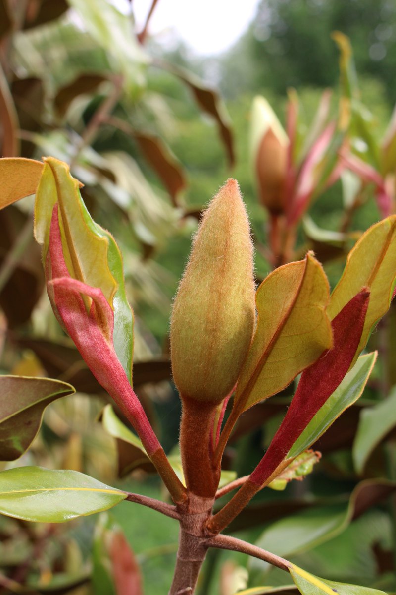 TimmermansPeter's tweet photo. @Scott_Zona Thanks for the botanical lesson, Scott! These are also red #stipules of Magnolia grandiflora 'Kay Parris'. The Dutch word is 'schutblad', which means protection leave. https://t.co/q6Q6I5C2D0