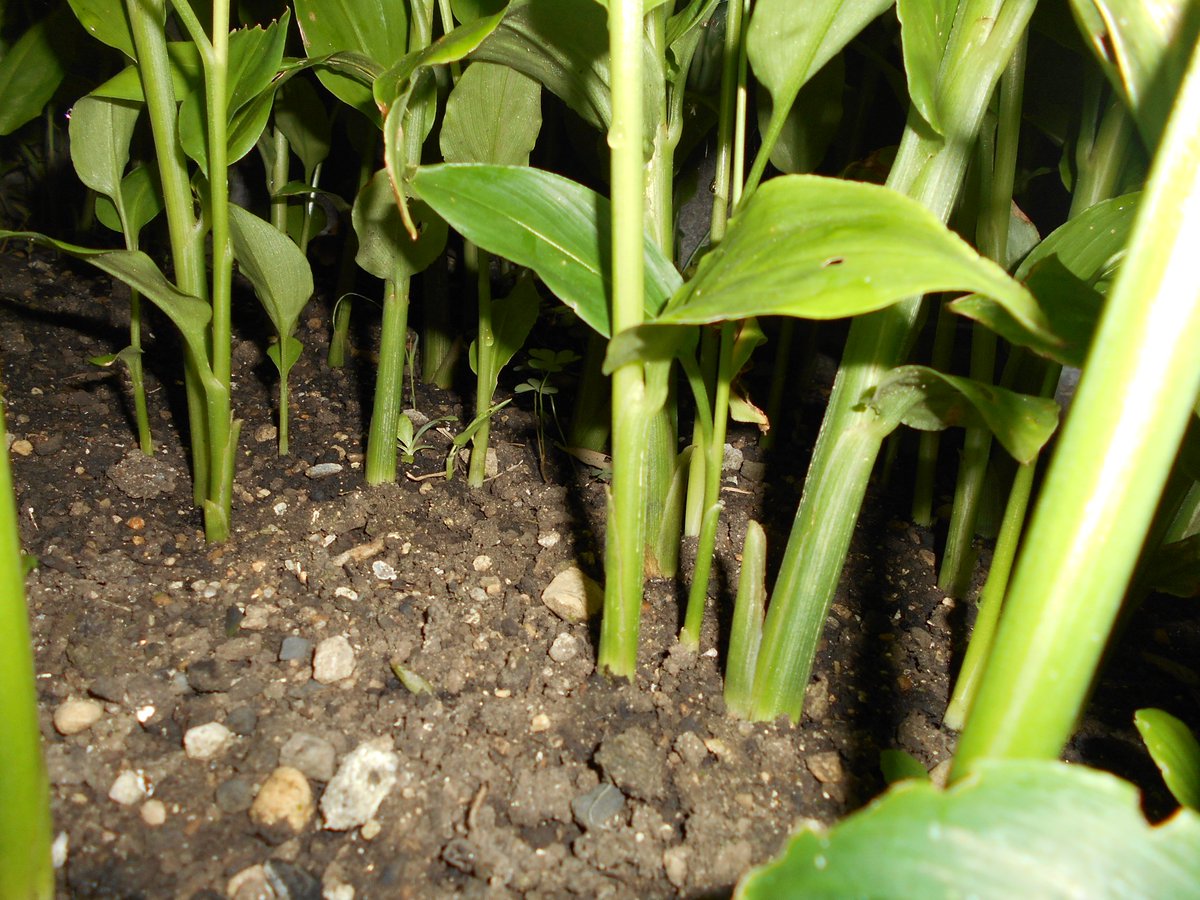 うさ 10 5 お庭の 茗荷 の葉を刈り込んで 秋茗荷 を収穫しました 花が咲いたものが多かったですが ご近所さん4軒におすそ分けしました 刈った葉は細かく刻んで山の上畑の新規開墾地に入れようかと思います