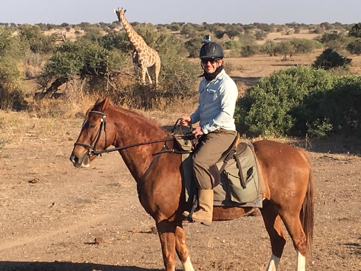alerossi's tweet photo. #HorsebackSafari 🦁🐘🦓 🦒SA &amp; Botswana @HorizonHorsebac https://t.co/umSwzM6pOJ