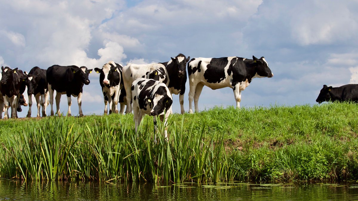 FeedexCo's tweet photo. June 23 is National Hydration Day! Make sure your animals are hydrated throughout the heat of Summer! https://t.co/QPmWdJBe8j