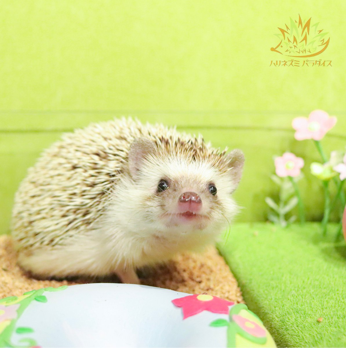 hari_para_cafe's tweet photo. “I love walking in the garden🌷”
「お庭のおさんぽ気持ちい��な🌼」
#ハリネズミパラダイス #hedgehogparadise #ハリネズミ #はりねずみ #ヨツユビハリネズミ #針鼠 #針猬 #エキゾチックアニマル #고슴도치  #herisson #landak #hedgehoglife #hedgehoglove #hedgehoglover #hedgehog #pygmyhedgehog https://t.co/Qiio2l1wOk