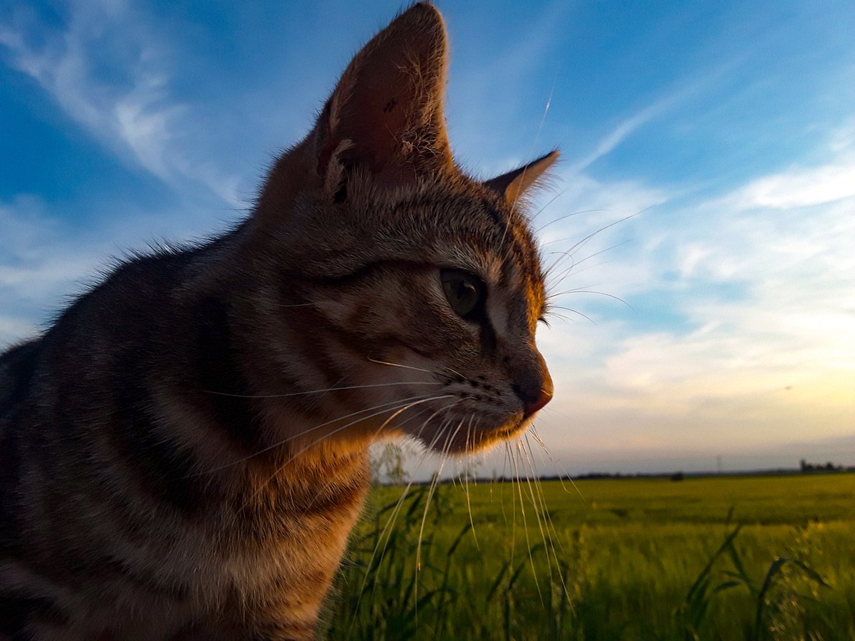 chris_alpacas's tweet photo. Yesterday evenings #cirrus #sunset in Cambridgeshire @metoffice @ChrisPage90 @WeatherAisling @itvanglia @PhotographyWx @CloudAppSoc #loveukweather β #sunsetcat #Precious #SaturdayNight https://t.co/71WEf2Epgp