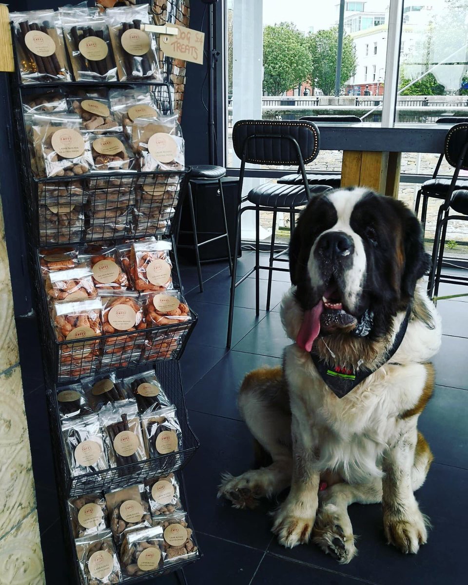 Graham is a huge fan of our new selection of homemade dog treats. In stores Now.
All gluten free! 

#dogtreats #coffico #glutenfree #salmondogtreats #lambdogtreats