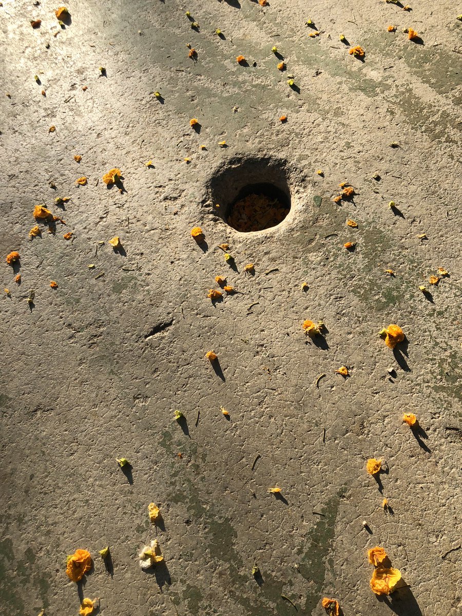 itacapoe8's tweet photo. #estiu #été #Jaune #fleurs #nature #Túria #mediterranéen #groc #encaixarcops #tiesinebodes https://t.co/iWO5cpCHJa