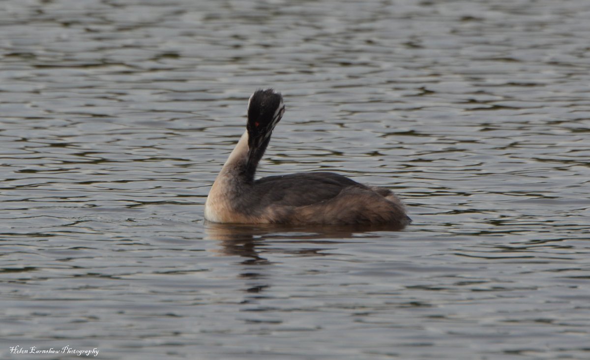 HLEarnshaw's tweet photo. Day 23: Lovely to see the Great Crested Grebe chicks doing well during my wetland bird survey this morning. #30DaysWild @30DaysWild @wildlife_birds https://t.co/oIQW2vovHR