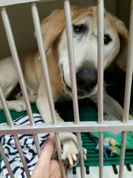 good37405813's tweet photo. OTRA BUENA....... Pa  los Perris         😍🥰😘😀😚😛😆
Lo rechazaban por su cara, había quedado solo en un Refugio, SI,  !
Tiene una Malformación  Y NADIE LO QUERIA.
Y  esta  SEÑORA  lo  adopto  y le dio una vida nueva !
 Bueeeeeeeeeeeee, Mira https://t.co/HnvU324W3A