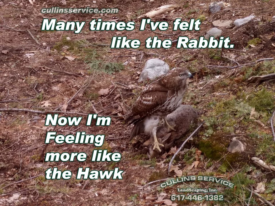 Culser1's tweet photo. Many times I've felt like the Rabbit.
Now I'm feeling more like the #hawk
Walked out of my front door and saw a Hawk dive in and take down a rabbit that was the same size he was.
#motivation #lawofnature #nature #life #liked #beastmode #inspire #inspiredbynature #success https://t.co/0uunesEQNH