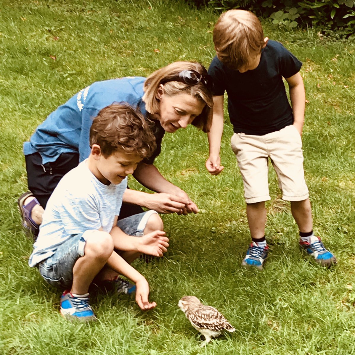 The gorgeous Sonic, one of <a href="/Shropsfalconry/">Shropshire Falconry</a> burrowing owls. He seems to like his tasty treats! #birdofprey #lovebirds #birdexperience #owls #shrewsbury #shropshire
