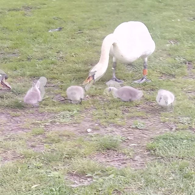 TheCraftyBrew's tweet photo. Another reason to visit Wilton Shopping Village.#critter_knitter #swan #cygnet #cutebabies #craftybrew https://t.co/bLqcxy8oea