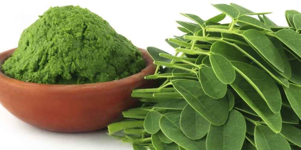 KSA_green8's tweet photo. تعمل أوراق المورينجا على تعزيز المناعة ومقاومة الأمراض التي تصيب أعضاء الجسم.
عند غلي أوراقها  أو مضغها تعمل على إدرار البول، وتخفيض ضغط الدّم المرتفع، وإدرار الحليب في ثدي المرأة المرضعة.
يمكن صناعة التّوابل بعد تجفيف الأوراق وتضاف إلى أطباق الطّعام والسّلطات والشّوربات. https://t.co/EJV4inhJSw