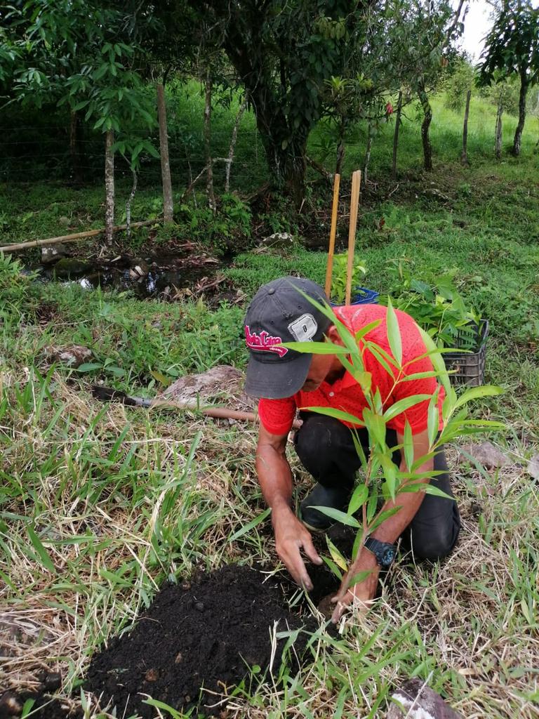 osmanesquivell's tweet photo. En Bugaba, V Gran Día Nacional de Reforestación, restauración de fuente hídrica con especies de árboles nativos: Satra, Marañón Curazao, Caimito, Panamá, Mamon Verde, y Poma Rosa en la comunidad de Las Tumas, El Bongo. #ReforestaPanama @BugabaComenta @SoyDeBugaba @ultimahoraC4 https://t.co/Rp1ORyZauR