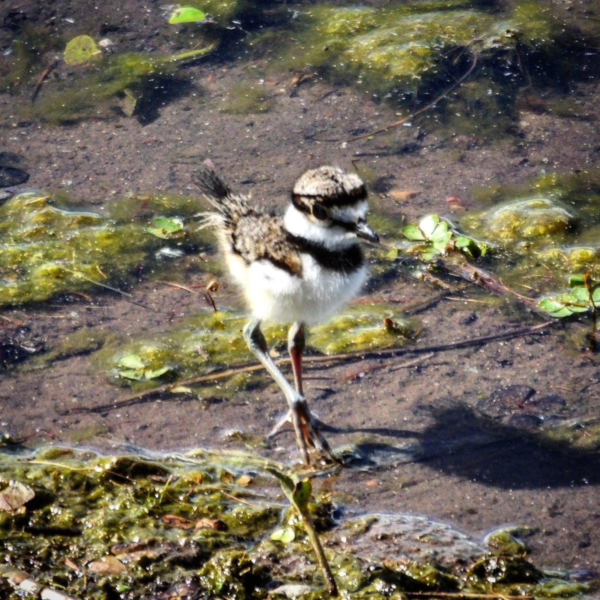 Cute little fuzzballs. #killdeer #cutenessoverload #utahwildlife