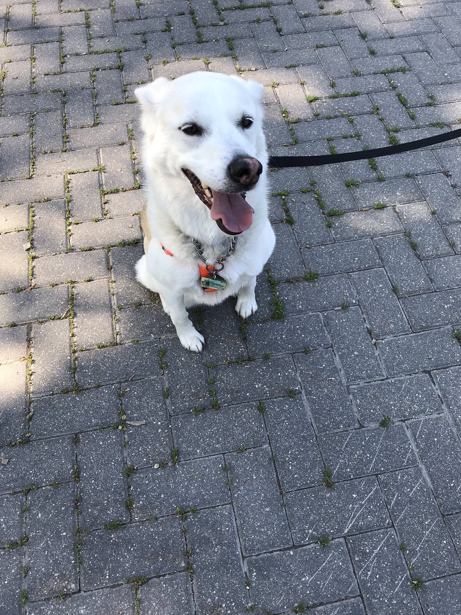JillBemi's tweet photo. Prepping for #pawsinmotion. Waiting for grandpa. https://t.co/6JWl276s7V