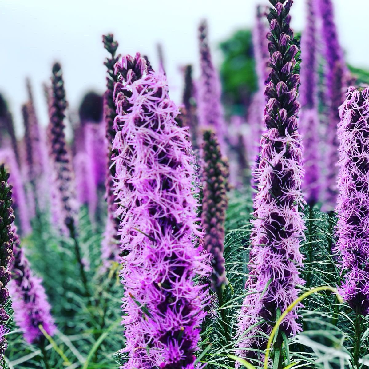 Lalabelle05's tweet photo. “A flower does not think of competing with the flower next to it. It just blooms” https://t.co/5tMGYXvVm4