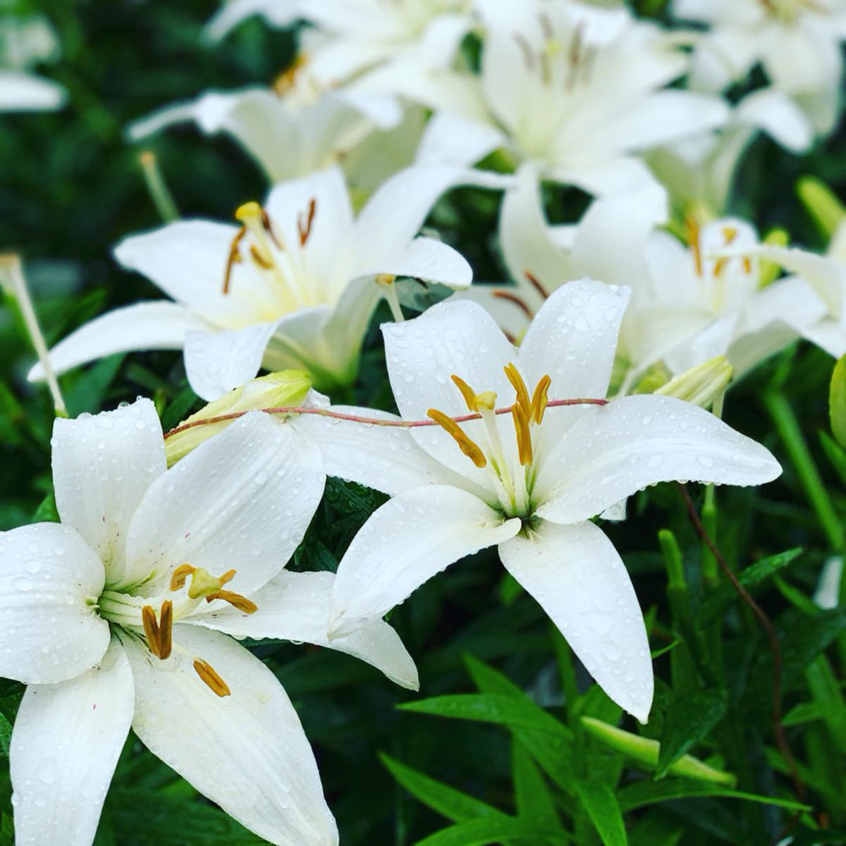 Lalabelle05's tweet photo. “A flower does not think of competing with the flower next to it. It just blooms” https://t.co/5tMGYXvVm4