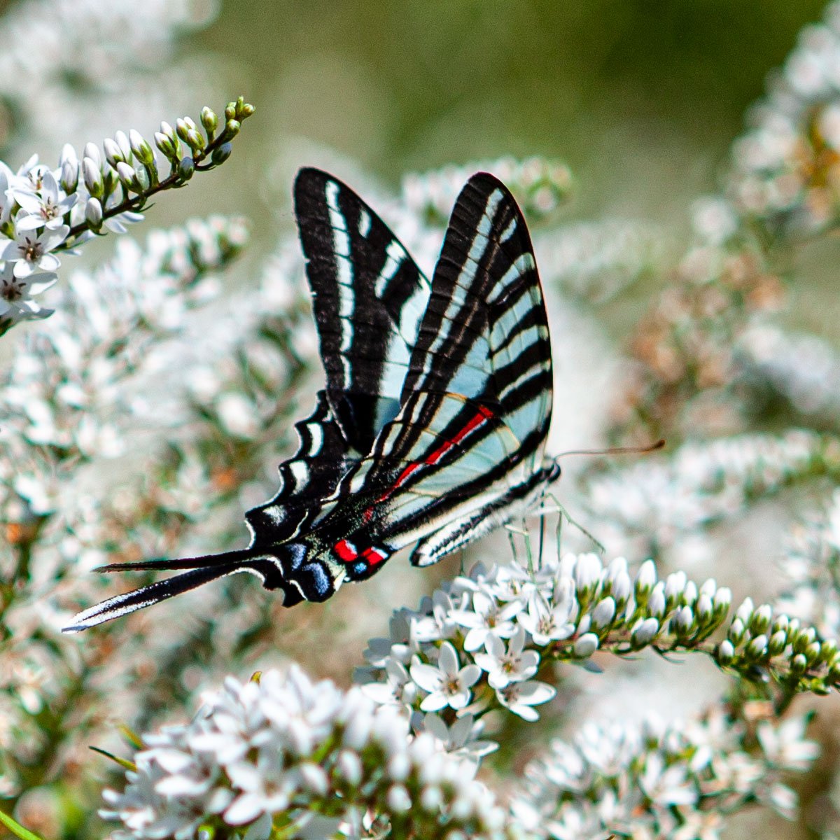 beeinspiredhon's tweet photo. Any of our #butterfly #loving friends know what kind she is? #beeinspired #butterflyinspired https://t.co/DZkk9pWjSg