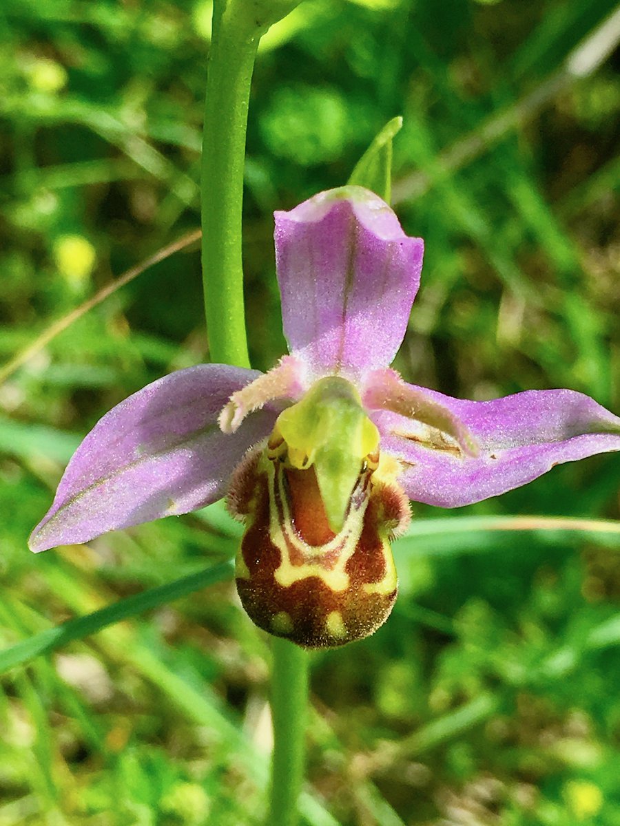 BeidaiheBirder's tweet image. Morning spent east side of the city #VC55 looking for Bee Orchid. Failed dismally ten days ago. Today however different, with ten typical and three presumed belgarum plus a bonus Pyramidal Orchid, a species I've not seen in the area before. @davidearlgray @ukorchids