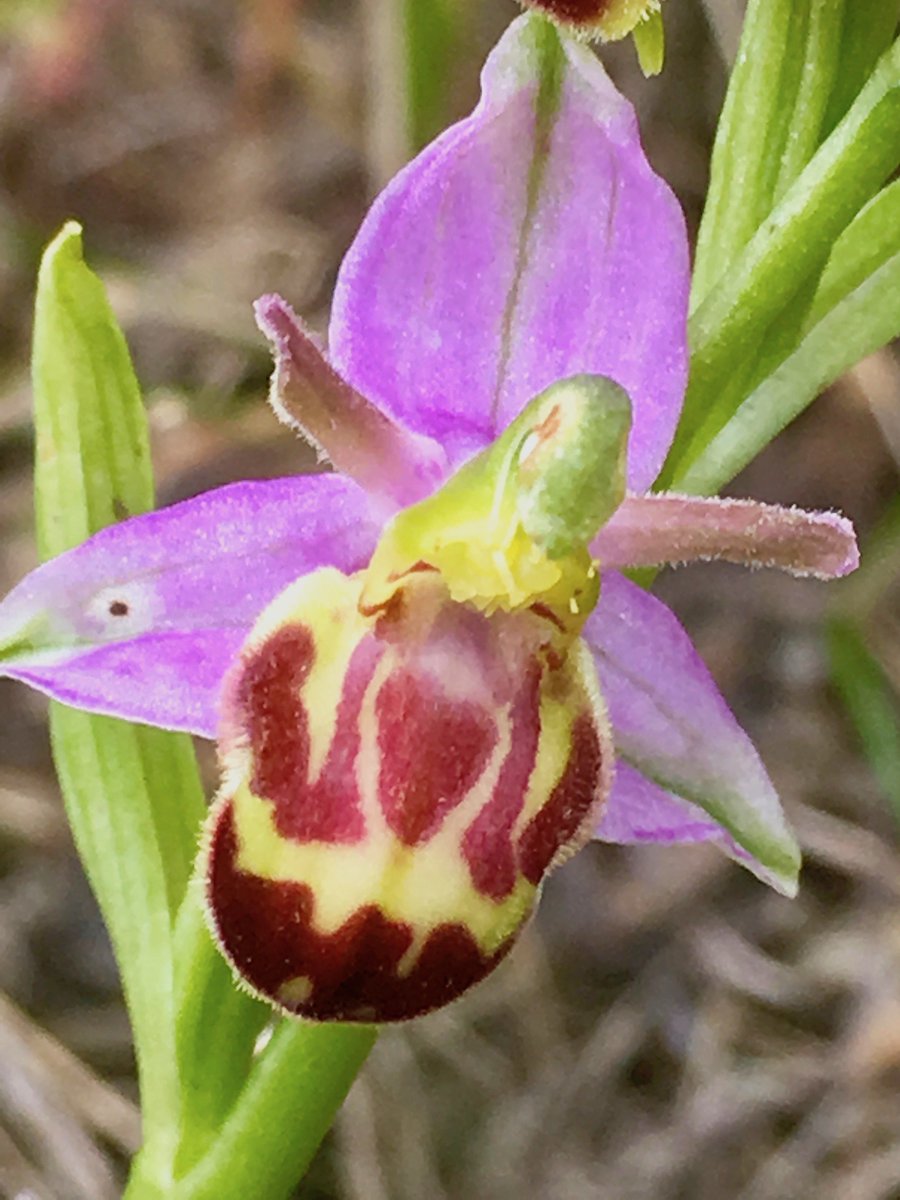 BeidaiheBirder's tweet image. Morning spent east side of the city #VC55 looking for Bee Orchid. Failed dismally ten days ago. Today however different, with ten typical and three presumed belgarum plus a bonus Pyramidal Orchid, a species I've not seen in the area before. @davidearlgray @ukorchids