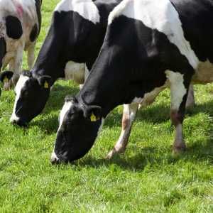 MagnattackG's tweet image. How do you achieve efficient &amp;amp; hygienic magnetic separation in dairy lines? Our recent blog post covers off on this topic in detail. 
bit.ly/2VS4rBW

#dairy #dairypowders #magnattack #foodsafety #metalcontamination #haccp #fsma #usda #magneticseparators #metalseparation